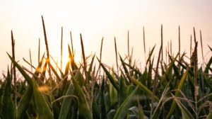 corn stalks at sunset