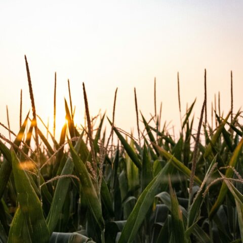 corn stalks at sunset