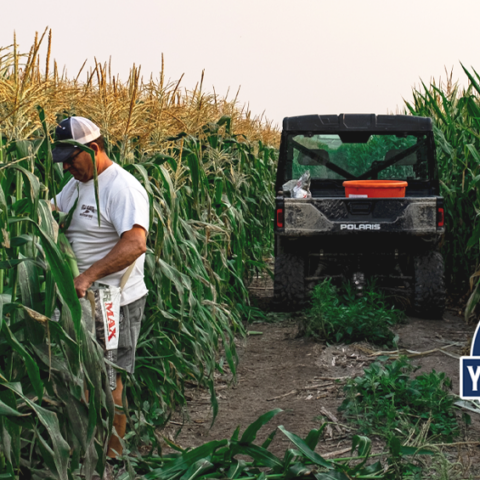 Schneiders in field with tractor